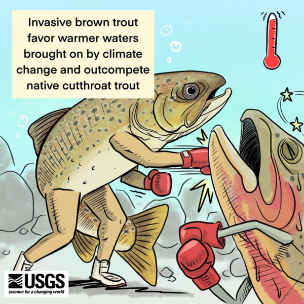 A cartoon graphic of two fish wearing boxing gloves to indicate invasive fish species competing with native species.