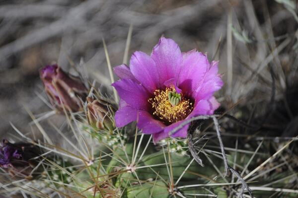 A pink flower on the top of a small, green cactus.