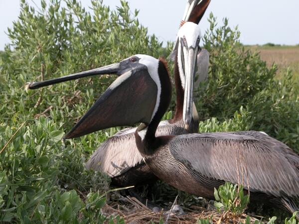 Brown pelican