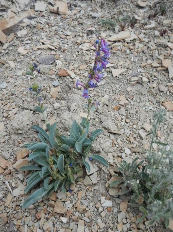 Thickleaf beardtongue