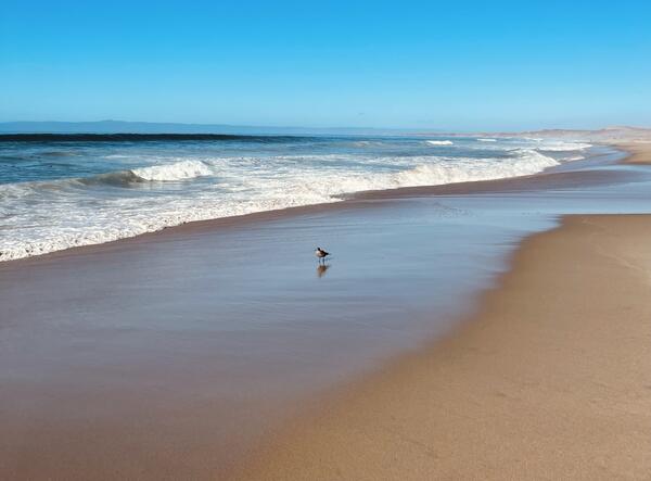 Sandy shoreline with bird standing on the wet sand