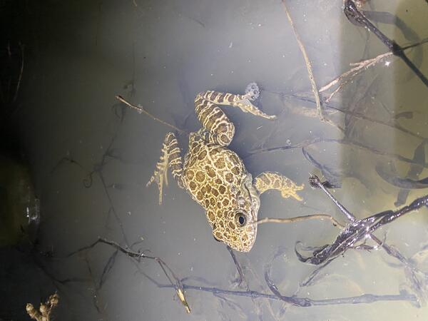 crawfish frog