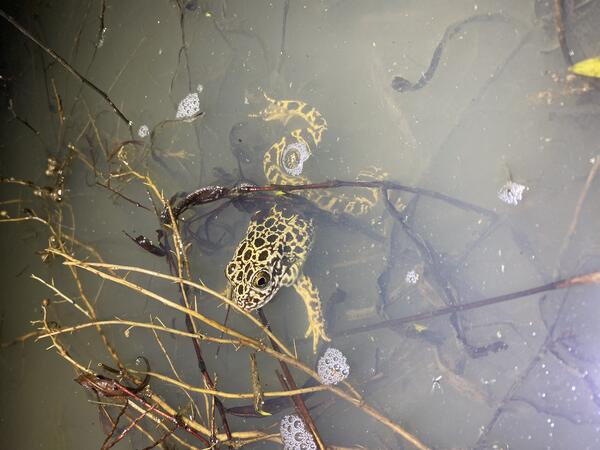crawfish frog in a wetland