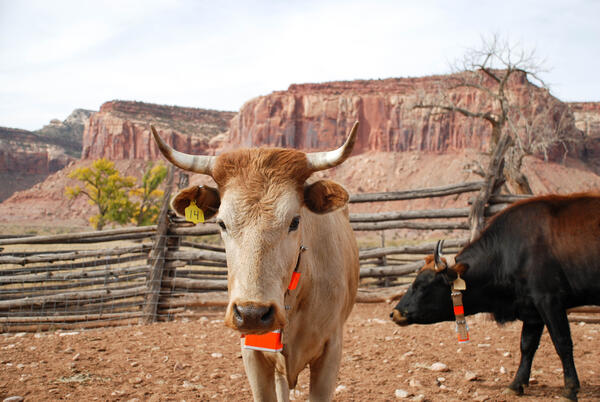 Two cows stand in a corral in Utah, on the Colorado Plateau, with red rock in the background