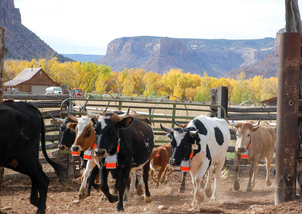 Criollo cows run into a corral with autumn yellow trees in the background in Canyonlands
