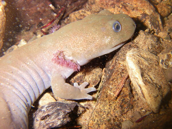 Yellow and pink salamander on a rock