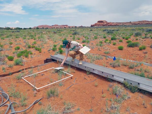A USGS researcher leans over a study grid in a vegetation drought experiment in Canyonlands NP