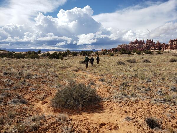 Three researchers walk through shrubs with rock formations and blue in the distance in Canyonlands National Park