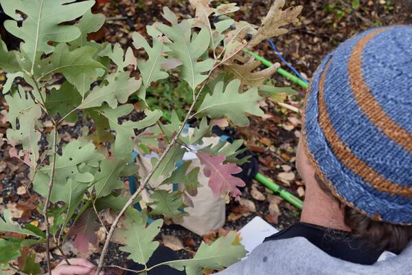 an oak tree branch on the left, a man's head in a beanie on the right, equipment and dried leaves on the ground