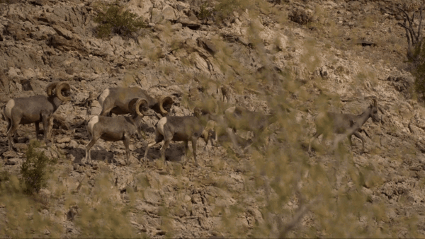 Desert bighorn sheep walk across a rocky hillside in the Sonoran Desert