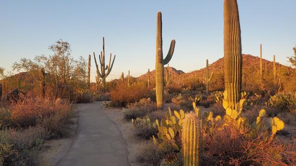 Desert scenery highlighting Saguaro cacti, desert vegetation, hills, and a paved trail.
