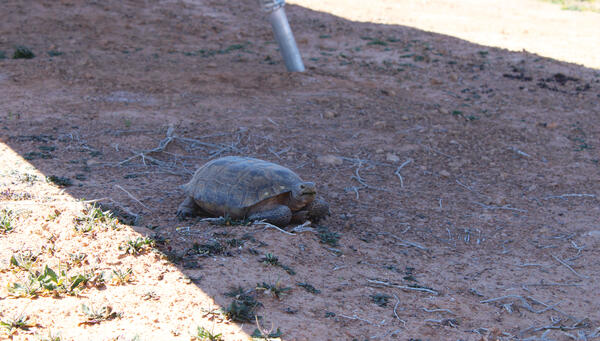A desert tortoise in the shade of a solar panel at Gemini Solar Project