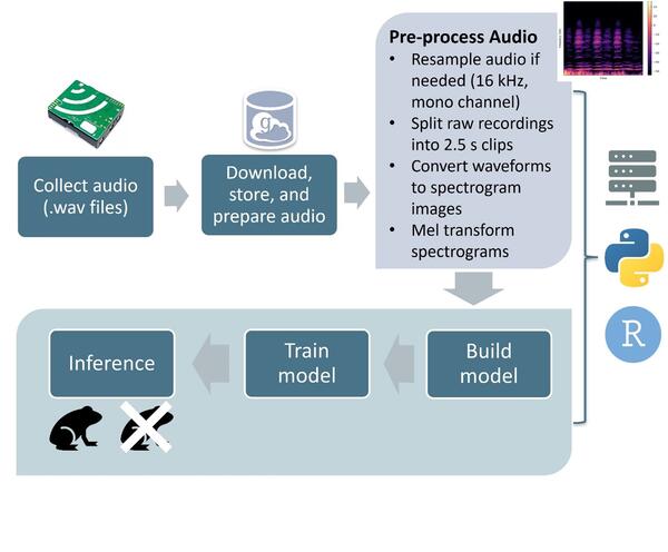 Diagram of the workflow used to collect and process audio for the presence of calling bullfrogs. collect audio, download, store, and prepare audio. pre-process audio - resample audio, split ra recordings into 2.5 s clips, convert waveforms to spectrogram images, mel transform spectrograms. build model. train model. inference.