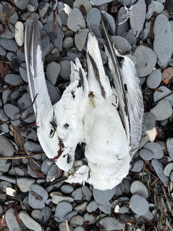 A carcass of a small white gull with black wingtips laying on the gray beach rocks.
