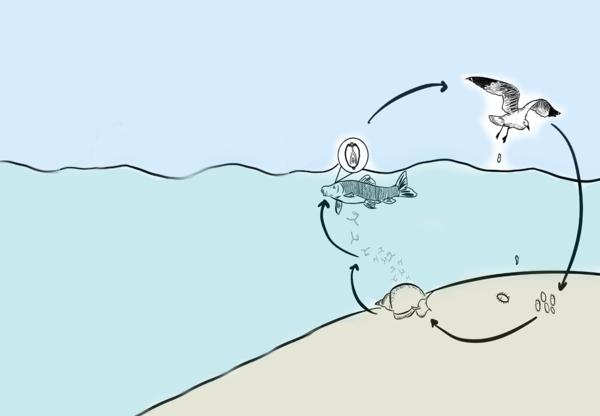 Life cycle of parasite Diplostomum gavium