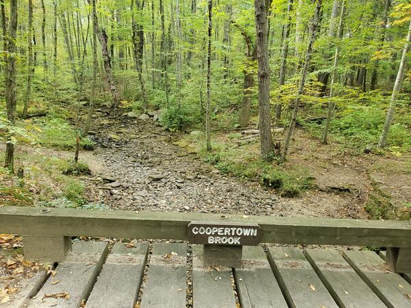 A dry streambed in a wooded forest.