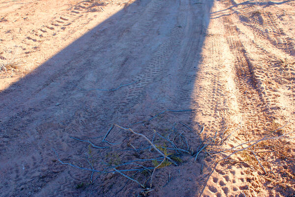 A shrub that is crushed but not dead at the Gemini Solar Project