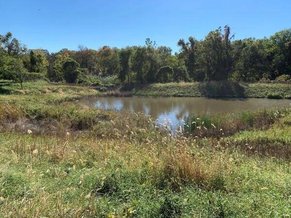 Green murky pond surrounded by lush grasses, bushes, and trees on a sunny day