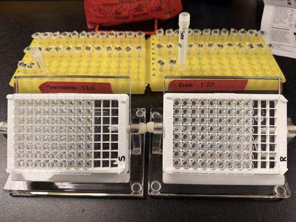 ELISA analysis plates prepared for cyanotoxin analysis, with labeled sample tubes in the background