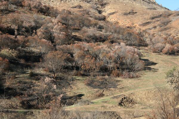 Beige, dusty trails filled with grey-ish shrubs that were touched by fire. Rolling hills in the background