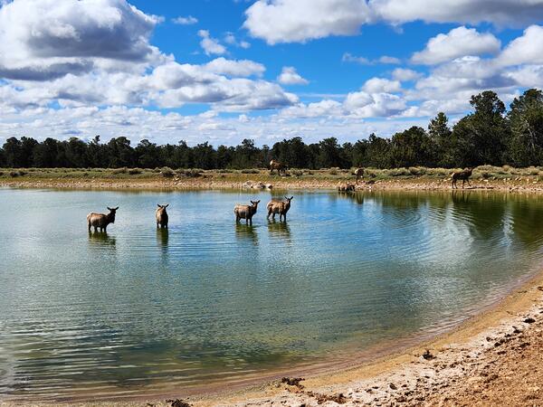 A herd of elk transverse a fire pond at Grand Canyon National Park, Arizona
