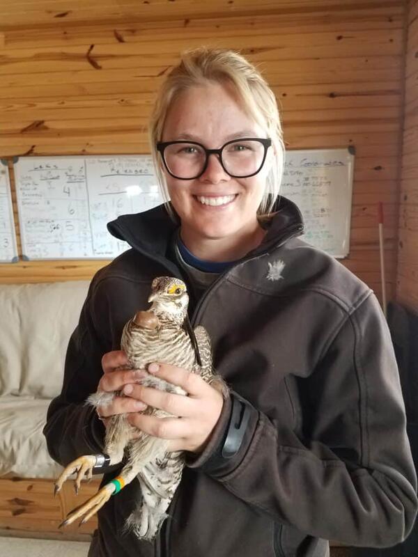 Teige holds a lesser prairie-chicken as part of a capture effort for a conservation translocation. Credit: Nicholas J. Parker