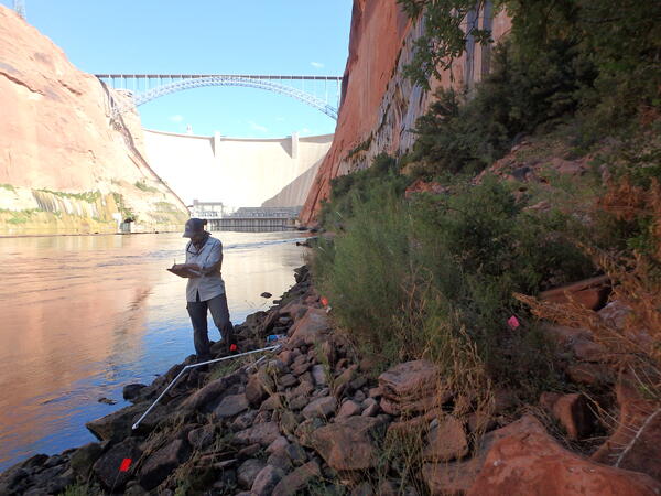 A USGS botanist monitors riparian vegetation along the Colorado River just downstream of Glen Canyon Dam