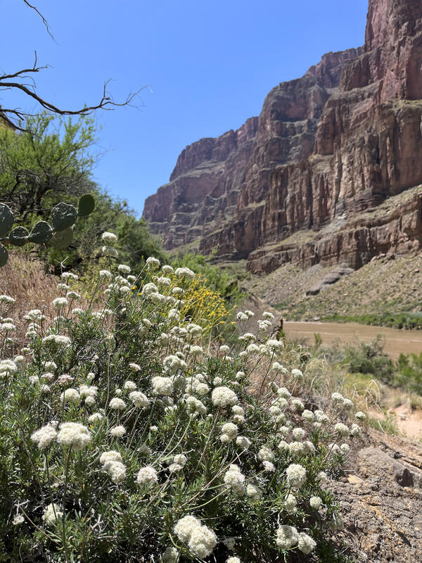 A native plant with white flowers on long stalks alongside the Colorado River in Grand Canyon