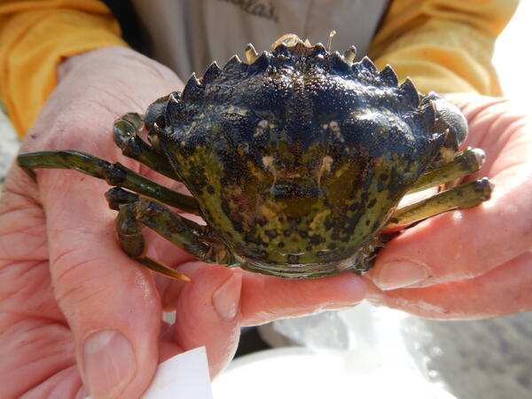european green crab