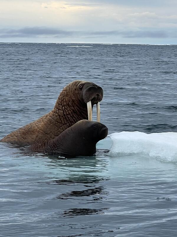Walrus cow and calf on ice