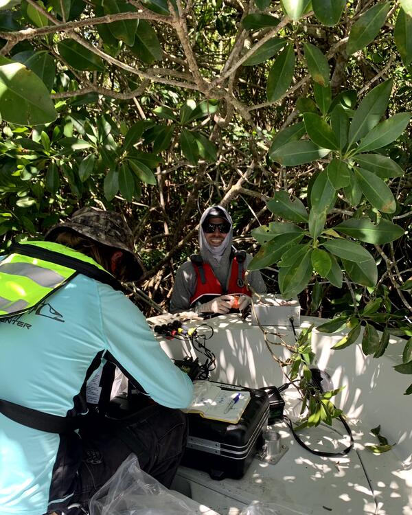 Scientists sampling under mangrove trees