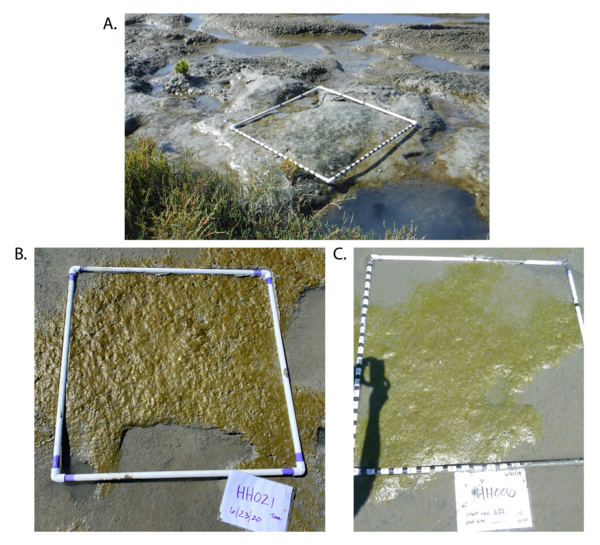 Examples of three types of intertidal biofilms observed at study sites with varying pigmentation