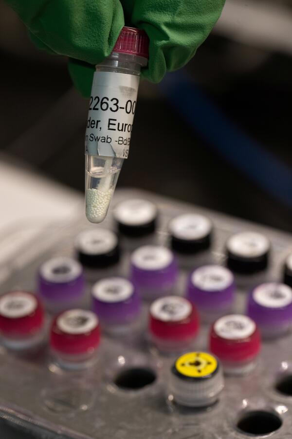 A scientist holds a tube with a skin swab from a salamander.