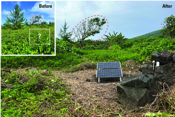 Color photo of before and after images of a solar panel covered and then cleared of plants growing over it. 
