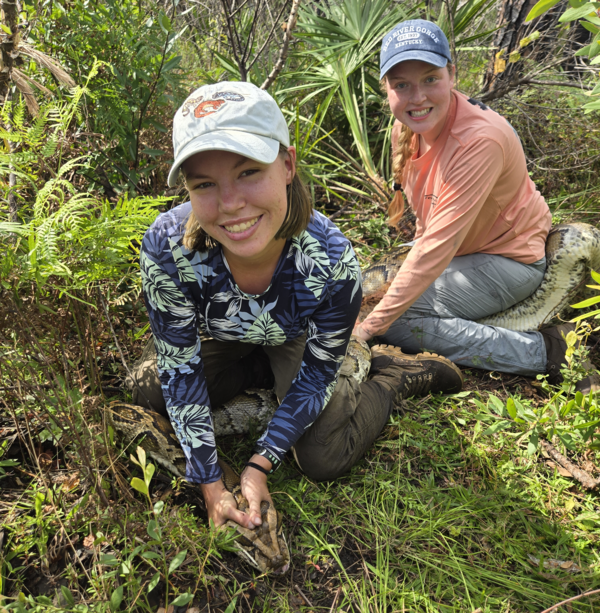 two people hold down a large Burmese python in a forested area