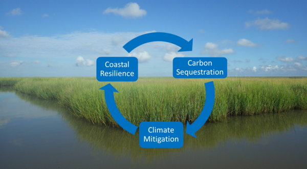 A feedback loop for carbon sequestration, climate mitigation & coastal resilience.