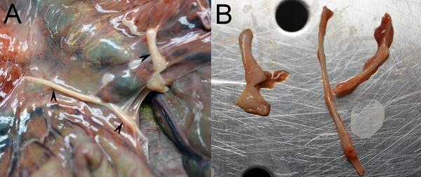 Photographs from a Northern Sea Otter (Enhydra lutris kenyoni) from Washington, USA