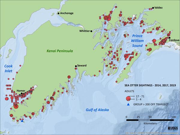 Distribution map of sea otters in southcentral Alaska from aerial surveys flown in 2014, 2017, and 2019.