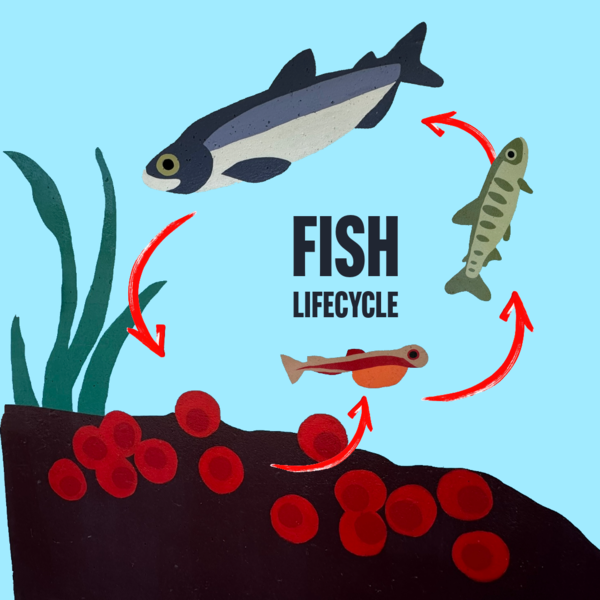 fish lifecycle diagram with redd, alevin, fry, and adult stages shown