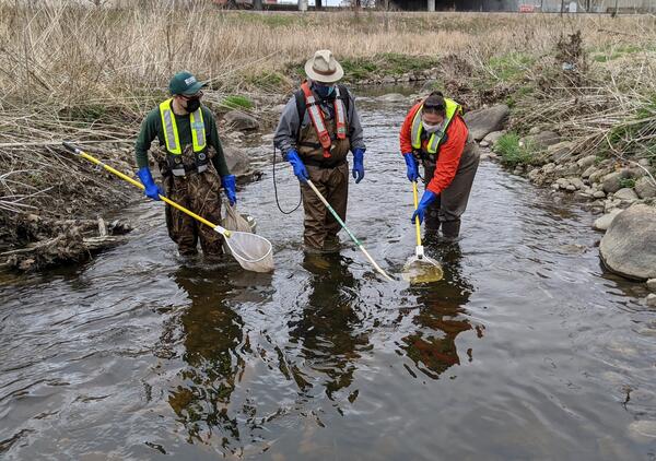 Three scientists walking down a shallow river with backpack fish shocker to temporarily stun and sample fish