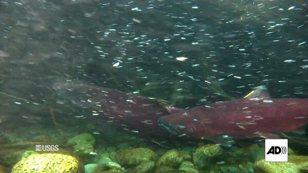 Two red salmon swimming. AD logo is in lower right corner.