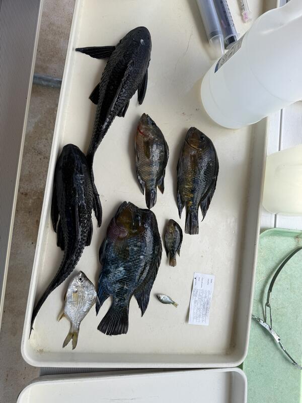 nonnative fish are seen laying on a table