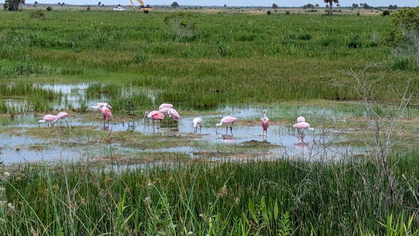 A flock of Roseate Spoonbills stand in shallow water at the TM Goodwin Waterfowl Management Area
