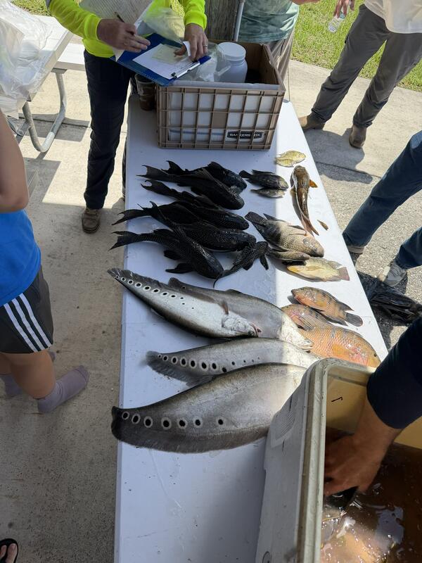 nonnative fish are shown laying on a table as someone standing nearby records the data on a paper on a clipboard