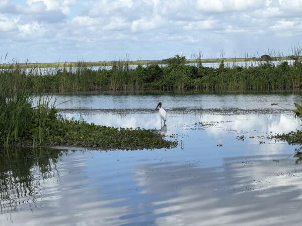 a wood stork stands in shallow water with vegetation, water, and a blue sky with clouds in the background