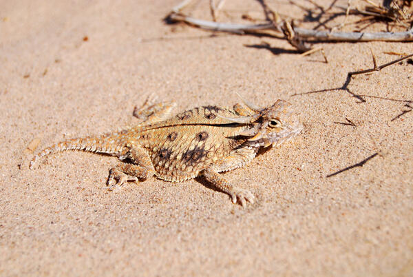 A flat-tailed horned lizard on sand