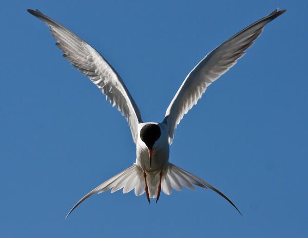 Forster's tern