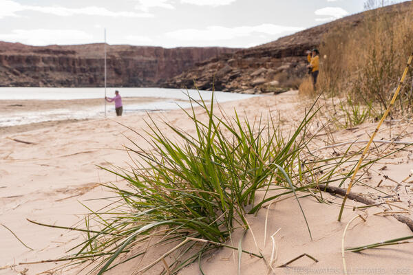 Two people conduct monitoring on a Colorado River beach in Grand Canyon. A riparian grass is in the foreground.