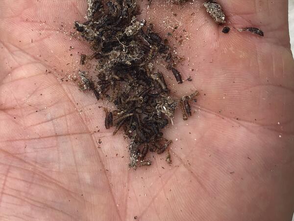 Pile of brine flies mixed with sand laying on the hand of someone 