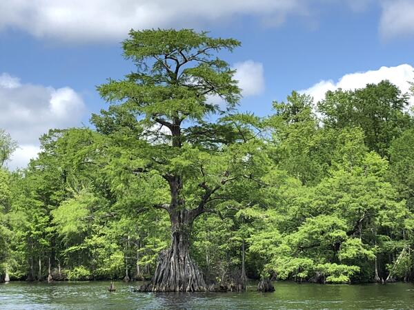 A very tall cyprus tree rises out of the water.  It's trunks spreads into a large fan near the surface.